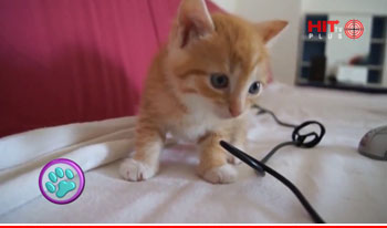 Gatitienda De Gatitos